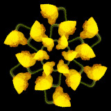 A wet yellow poppy
