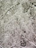 Snow pattern on branches