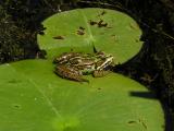 Frog in the natural pond