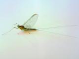 A kind of moskito - Mayfly