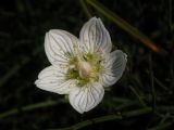 White beauty