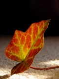 Leaf on the carpet