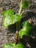 Young Ivy in August