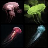 Jan 28 jellyfish Texas state aquarium.jpg