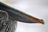 2 24 08 Pelican