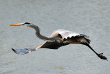 2 22 08 Rockport Heron
