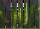 Algae on the Fence