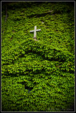 Cross in a bed of spider plants