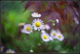 Daisies