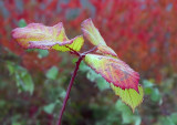 Blackberry Leaves