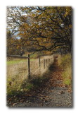 Country Lane