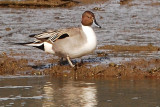 Male Northern Pintail Duck at waters edge