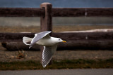 Gull Flyby