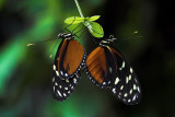 Orange and Black Butterflys