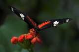 Red and Black Butterfly