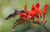 hummingbirdrufusfemalereduced.jpg
