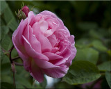 Constance Spry