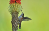 Just another Humming Bird