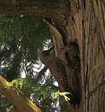 Northern Flickers