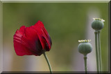 Bright Red Poppy