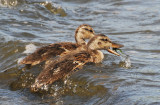 mallardducklings -- snack time