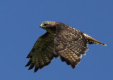 Unknown Raptor is a Red-Tailed Hawk