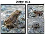 Western Toad  Bufo Boreas