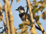 Kingfisher in a Tree