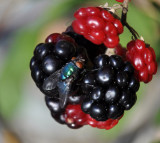 berrily ripe.jpg