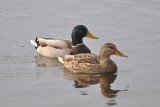 Pair of Ducks.jpg