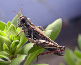 2nd - Grasshopper<br>Nancy-Oliver