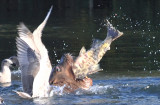 Big Sealion Swallowing Big Salmon