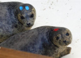Seal release.jpg