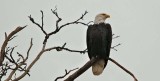 A proud bird