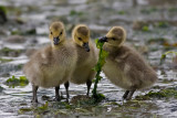 Goslings looking for Lunch - Fern Thompson<br>Celebration of Nature 2010<br> Birds:  25 points