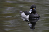 Male Ring-neck Duck - Carl Erland<br>2010 Celebration of Nature<br>Birds:  23 points