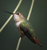 Carl Erland<br>2010 CAPA Fall Nature<br>Female Hummingbird<br>Points: 22
