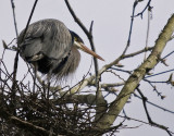 Heron Guarding the Nest - Fern Thompson<br>CAPA Fall 2010<br>Nature: 20 Points