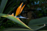 Bird of Paradise