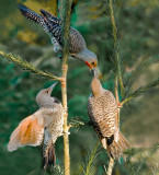 Female Flicker Feeding Two Juviniles - John Dufton<br>Celebration of Nature 2009<br>Birds