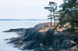 Treed Coastal Outcrop