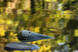 Rocks &  Reflections