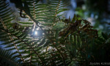 fern light