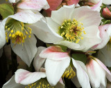 Helleborus