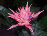 Pink spiky flower with purple blossom
