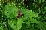 The Last Trillium