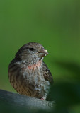 In the feeder