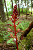 Spotted Coral root