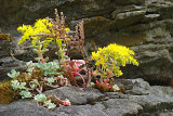 Broad Leaved Stonecrop