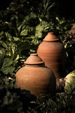 Rhubarb forcers